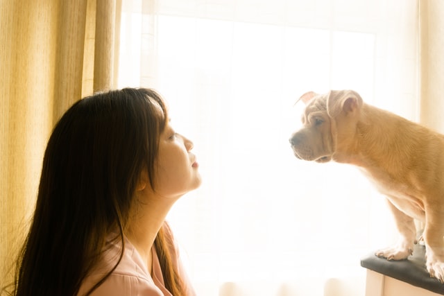 Lovely Animals